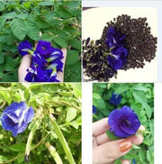 200 Butterfly Pea Flower Seeds - Local US, Blue Butterfly Pea Vine Seeds, Organic, Non GMO Seeds, (Clitoria Ternatea) Asian Pigeonwings -Tropical Vine Plant Seeds- Edible Flower Seeds 200 200