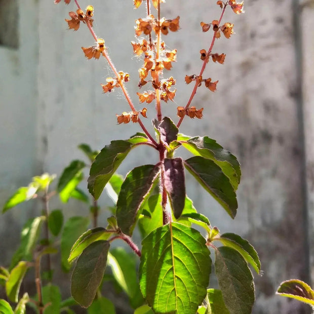 3000 Seeds - Holy Basil Seeds, Thai Basil or Tulsi Ocimum tenuiflorum Pollinator Plant Herb Seeds - Holy Basil Vegetable Seeds - Non-GMO Hung Que or Thai Basil Seeds for Planting