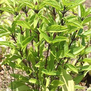 3000 Seeds - Holy Basil Seeds, Thai Basil or Tulsi Ocimum tenuiflorum Pollinator Plant Herb Seeds - Holy Basil Vegetable Seeds - Non-GMO Hung Que or Thai Basil Seeds for Planting