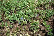 50 Bigleaf Periwinkle Flower Seeds for Planting Vinca Major Large Periwinkle Greater Periwinkle Blue Periwinkle