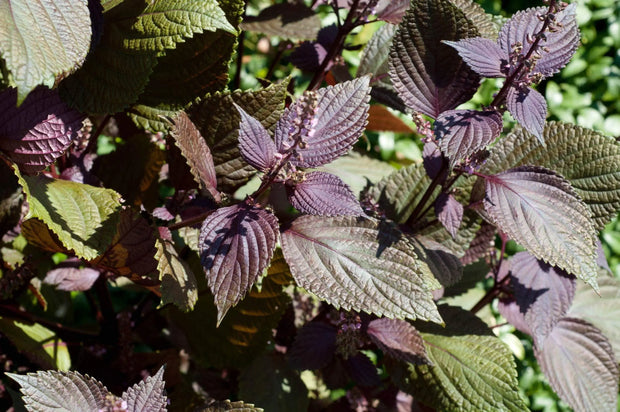 Shiso (紫蘇）Red Perilla (Perilla Frutescens) 1000 Seeds, Easy to Grow, (Og) Organic