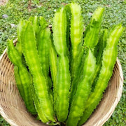 50 Seeds - Dragon Bean Seeds, Vine Seeds Winged Beans Seeds Four Angled Bean or Manila Bean King Shire Winged Bean Asparagus Pea or Dau Rong Home Gardening Seeds Vegetable Seeds