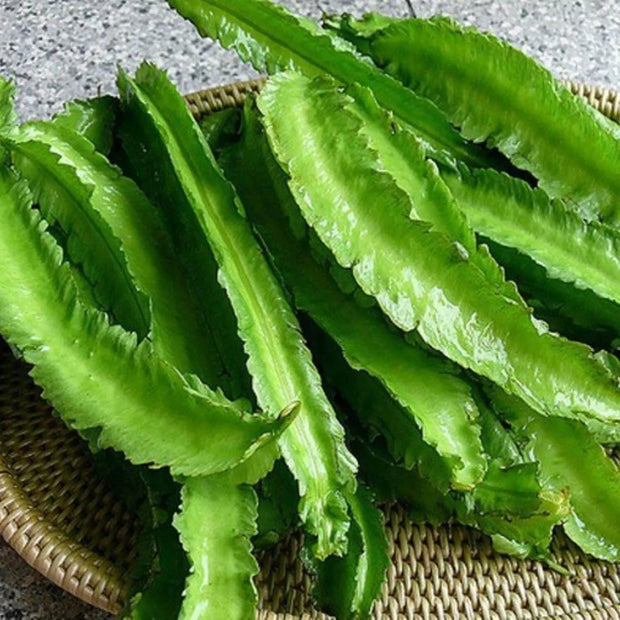 50 Seeds - Dragon Bean Seeds, Vine Seeds Winged Beans Seeds Four Angled Bean or Manila Bean King Shire Winged Bean Asparagus Pea or Dau Rong Home Gardening Seeds Vegetable Seeds