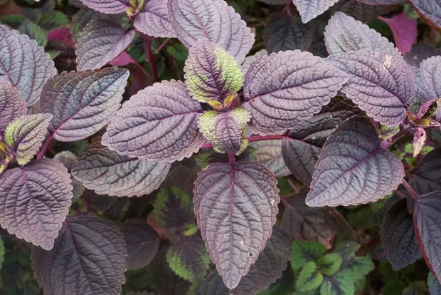 Shiso (紫蘇）Red Perilla (Perilla Frutescens) 1000 Seeds, Easy to Grow, (Og) Organic