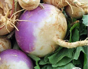 11000+ Turnip Seeds Purple Top White Globe Brassica rapa subsp. rapa. Purple Turnip Seeds