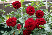 200 Seeds - Rose Flower Seeds - Red Rose Seeds Flower Bush Perennial Bloom Shrub Flowering Seed High Germination Perennial Shrub