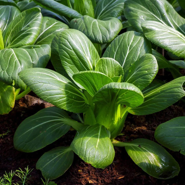 1500 Seeds - Green Bok Choy Seeds - Sweet Cabbage Salad Seeds for Planting Pok Choy bok Choi Chinese White Cabbage Chinese Cabbage | Vegetable Non-GMO Seeds & Easy to Grow
