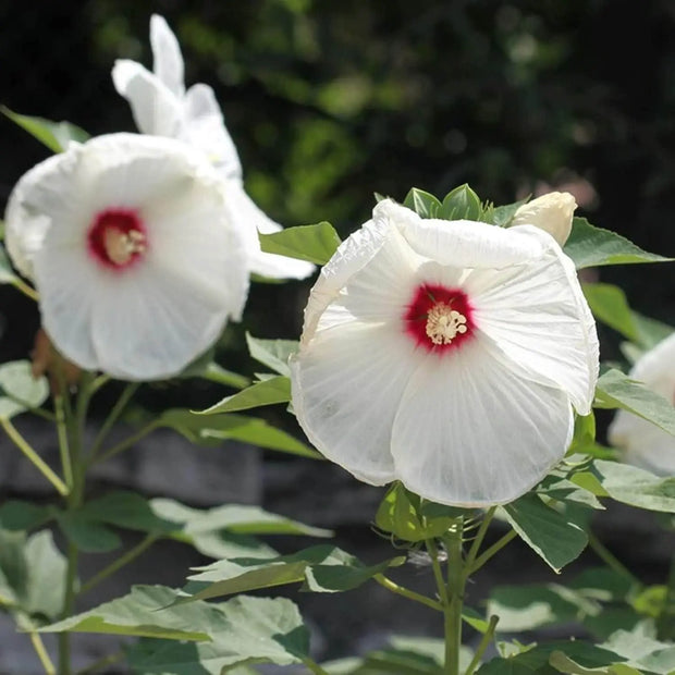 500 Seeds - Swamp Rose Mallow Seeds (Hibiscus moscheutos) | for Planting Ballet Slippers, Southern Belle - White Luna Red Seeds to Grow Marsh Hibiscus, Crimson-Eyed Rose Mallow Flower for Garden