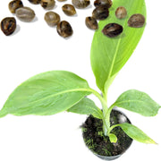 5 Seeds - Abyssinian Banana Seeds, Exotic Musa Ensete Ventricosum Green Snow Banana, Ensete Maurelii - Rare Cold Hardy Tropical Banana, Ornamental Banana Large Seeds for Patio, Lawn & Garden