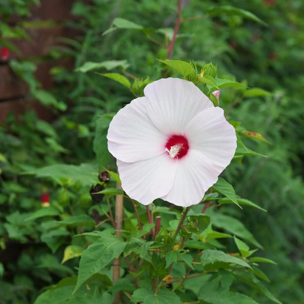 500 Seeds - Swamp Rose Mallow Seeds (Hibiscus moscheutos) | for Planting Ballet Slippers, Southern Belle - White Luna Red Seeds to Grow Marsh Hibiscus, Crimson-Eyed Rose Mallow Flower for Garden