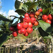 Siberian Crab Apple Seeds 10 Seeds for Planting Siberian Crab Manchurian Crab Apple Malus baccata Tree Seeds (Fragrant, Hardy Bonsai Tree Seeds)