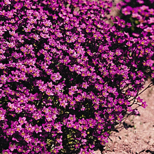 2000 Seeds Saxifraga Rose Seeds Robe Seeds Purple Saxifraga Robe Flower Seeds saxifrages rockfoils Mossy Saxifrage Purple Robe Seeds for Planting