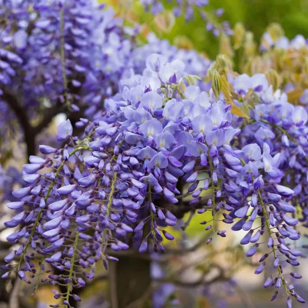 10 Seeds - Chinese Blue Wisteria Sinensis Tree Seeds | Chinese Climbing Lilac Wisteria Seeds Fresh Seeds for Planting | Wisteria sinensis Blue Moon Seeds Easy to Grow & Maintain - The Rike