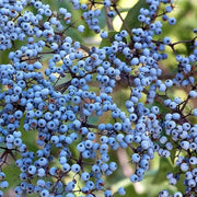 100 Seeds - Blue Elderberry Seeds (Sambucus Caerulea) | Arizona Elder Tree Shrub Fruit Berry Seeds | Edible Berries Juicy Fruit | Sierra or Huckleberry Elderberry - The Rike