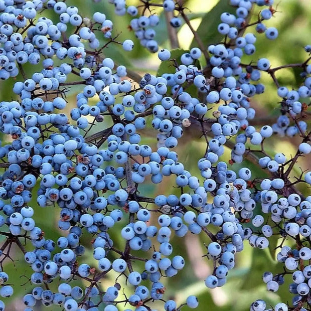 100 Seeds - Blue Elderberry Seeds (Sambucus Caerulea) | Arizona Elder Tree Shrub Fruit Berry Seeds | Edible Berries Juicy Fruit | Sierra or Huckleberry Elderberry - The Rike