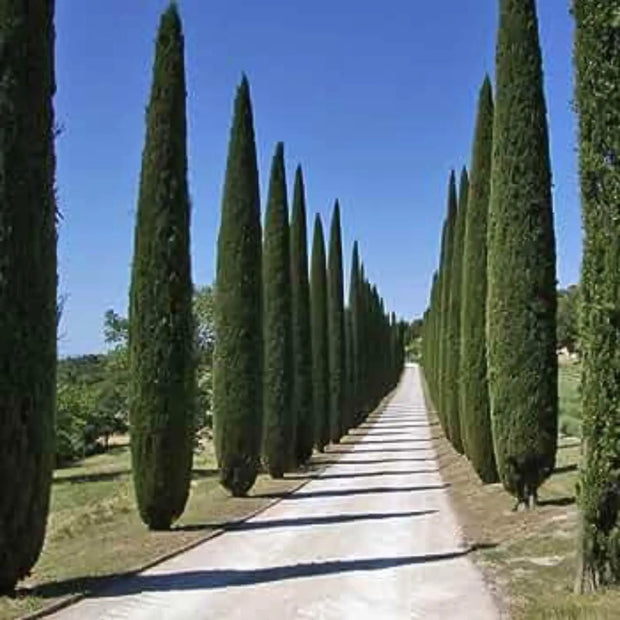 200 Seeds - Italian Cypress Tree Seeds (Cupressus Sempervirens Stricta) | Tuscan, Graveyard Mediterranean Cypress | Cypress of Sardinia or Mediterranean Pencil Pine Seeds - The Rike