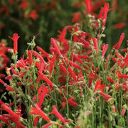 600 Seeds - Red Penstemon Flowers Seeds (Firecracker Penstemon) | Scarlet Penstemon or Red Penstemon Barbatus for Planting | Winecup Foxglove Hummingbird Penstemon Seeds - The Rike