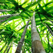 200 Seeds - Sugar Cane Seeds for Planting - (Saccharum officinarum) Florida Green Sugar Cane Seeds for Food Garden Planting & Bonsai - The Rike