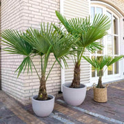 20 Seeds - Palm Tree Seeds, Trachycarpus Fortunei or Fortunes Palm, Fast-Growing Cold Hardy Chusan Windmill Palm for Indoor & Outdoor Evergreen Plant - The Rike