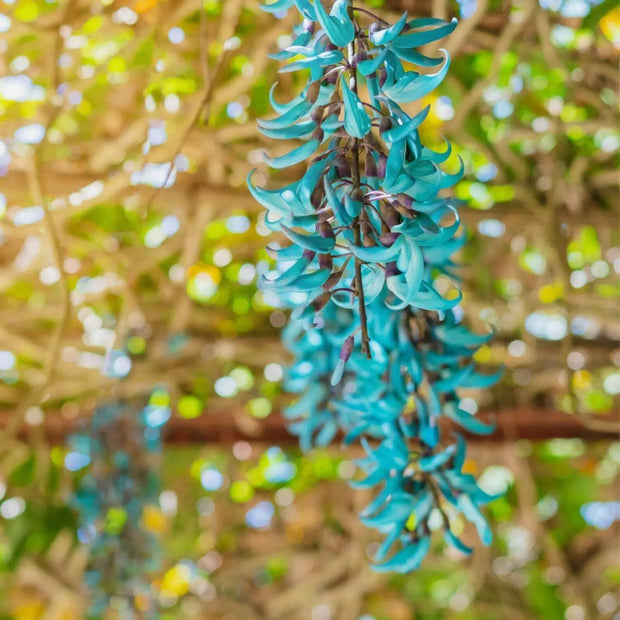 20 Seeds - Strongylodon Macrobotrys Flower Seeds (Jade Vine) - Bonsai Emerald Vine or Turquoise Jade Vine Spring Flower Seeds for Planting, Emerald Creeper for Hanging Baskets & Arbors Trellis