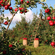 100 Seeds - Paradise Apple Seeds (Malus Domestica) - Sweet Edible Fuji Malus Pumila ‘Honeycrisp’ Red Delicious Common Dwarf Apple Seeds for Domesticated Apple Orchard & Culinary Apple