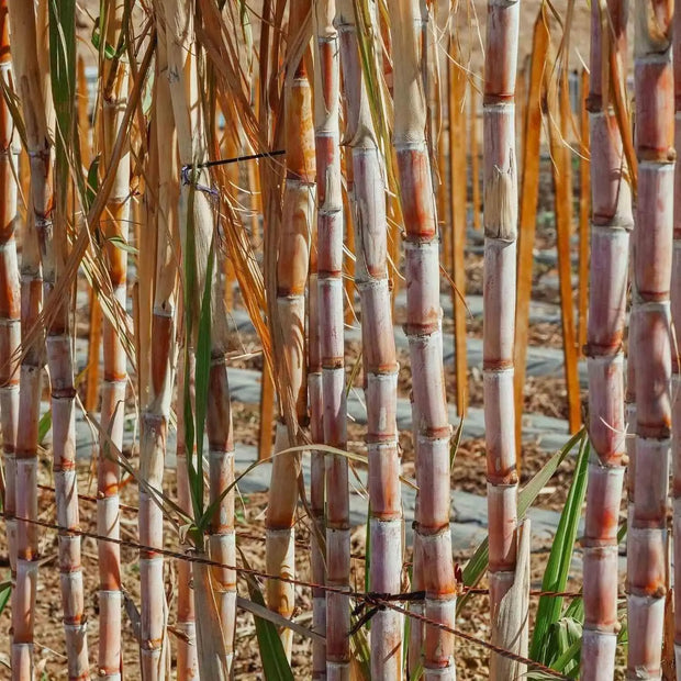 200 Seeds - Sugar Cane Seeds for Planting - (Saccharum officinarum) Florida Green Sugar Cane Seeds for Food Garden Planting & Bonsai - The Rike