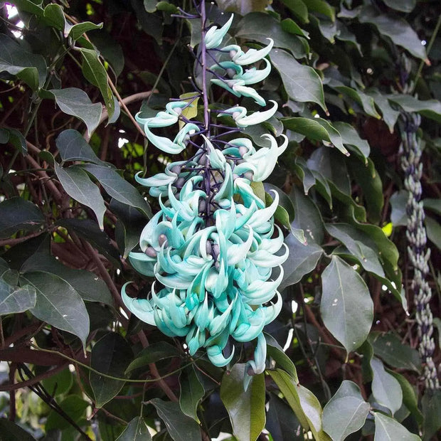 20 Seeds - Strongylodon Macrobotrys Flower Seeds (Jade Vine) - Bonsai Emerald Vine or Turquoise Jade Vine Spring Flower Seeds for Planting, Emerald Creeper for Hanging Baskets & Arbors Trellis
