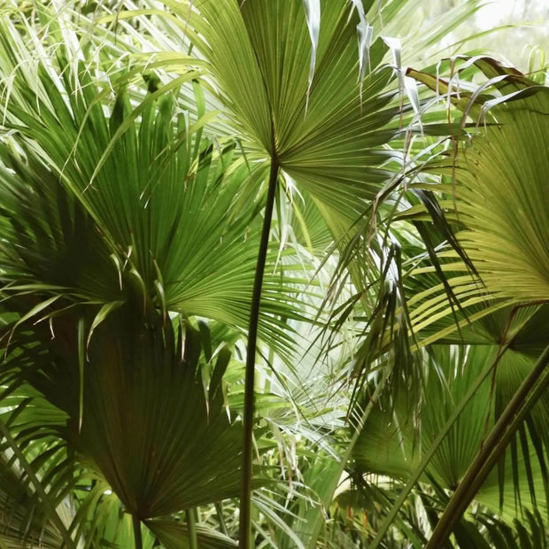 20 Seeds - Palm Tree Seeds, Trachycarpus Fortunei or Fortunes Palm, Fast-Growing Cold Hardy Chusan Windmill Palm for Indoor & Outdoor Evergreen Plant - The Rike
