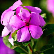 2000 Seeds - Periwinkle Flower Seeds - Bright-Eye Periwinkle, Mixed Rosea Vinca Major, Common Periwinkle Dwarf Ground Cover Flowering Plant Seeds for Balcony Perennial Garden