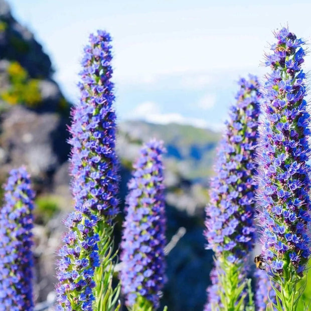 40 Seeds - Pride of Madeira Flower Seeds (Echium fastuosum) - Perennial Nectar Echium Fastuosum Flower Shrub - Rare Purple Blue Tower of Jewels, Echium Candicans Ornamental Plant for Garden & Lawn