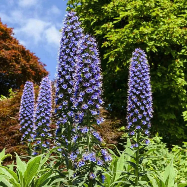 40 Seeds - Pride of Madeira Flower Seeds (Echium fastuosum) - Perennial Nectar Echium Fastuosum Flower Shrub - Rare Purple Blue Tower of Jewels, Echium Candicans Ornamental Plant for Garden & Lawn