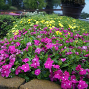 2000 Seeds - Periwinkle Flower Seeds - Bright-Eye Periwinkle, Mixed Rosea Vinca Major, Common Periwinkle Dwarf Ground Cover Flowering Plant Seeds for Balcony Perennial Garden