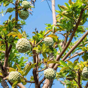 50 Seeds - Sugar Apple Fruit Tree Seeds (Annona squamosa) - Exotic Tropical Sweetsop Custard Apple, ANNONA Apple Seeds for Planting - The Rike