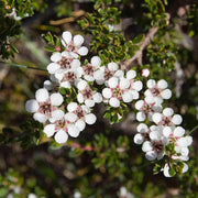50 Seeds - Manuka Seeds (Leptospermum Scoparium), New Zealand Fragrant Evergreen Flowering Manuka Tea Tree for Patio Borders, Containers - Outdoor Ornamental Drought Tolerant Garden Plant