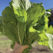 500 Seeds - Mustard Seeds – Cải Bẹ Xanh Green Field Mustard Lettuce Spinach Seeds for Planting Brassica rapa BAU-Sin Chinese Mustard Tendergreen GAI Choi - Heirloom & Non-GMO