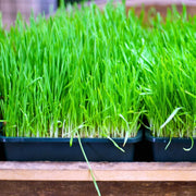 12000 Seeds - Wheat Grass Seeds - Grain Wheat Seeds | for Planting Green Blood Therapy, Wheatgrass Shots, Fresh Wheatgrass or Sprouts Wheatgrass Seeds for Sprouting & Making Wheatgrass Juice
