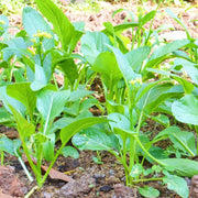 500 Seeds - Mustard Seeds – Cải Bẹ Xanh Green Field Mustard Lettuce Spinach Seeds for Planting Brassica rapa BAU-Sin Chinese Mustard Tendergreen GAI Choi - Heirloom & Non-GMO